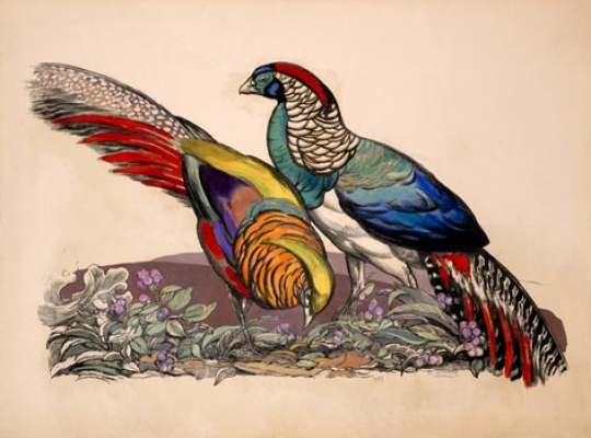 Paul JOUVE (1878-1973) - Two pheasants. 1955