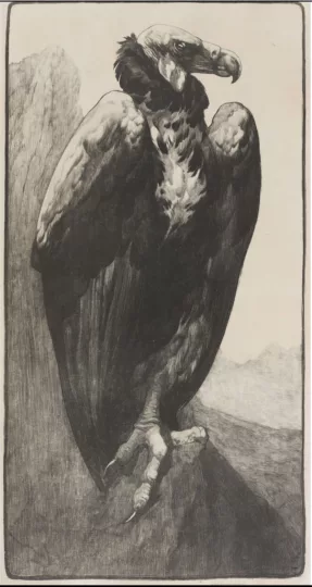 Paul JOUVE (1878-1973) - Vautour chauve. C 1910