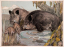 Paul JOUVE (1878-1973) - Wild boar, sow and young wild boars 1958