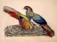 Paul JOUVE (1878-1973) - Two pheasants. 1955
