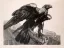 Paul JOUVE (1878-1973) - Aigle impérial. 1929.