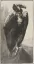 Paul JOUVE (1878-1973) - Vautour chauve. C 1910