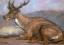 Paul JOUVE (1878-1973) - Cerf couché. Vers 1955.
