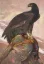 Paul JOUVE (1878-1973) - Aigle et faisan. C 1925