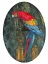 Paul JOUVE (1878-1973) - Perroquet. C 1935.