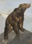 Paul JOUVE (1878-1973) - Ours brun sur un rocher.