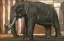 Paul JOUVE (1878-1973) - Éléphant devant le temple de Madura, 1923