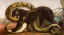 Paul JOUVE (1878-1973) - Panthère noire et python, vers 1930.