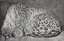 Paul JOUVE (1878-1973) - Panthère couchée. C 1914.