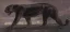 Paul JOUVE (1878-1973) - Black panther.