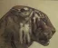 Paul JOUVE (1878-1973) - Tête de tigre, profil droit.
