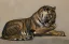 Paul JOUVE (1878-1973) - Tigre couché se léchant la patte, vers 1922