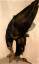 Paul JOUVE (1878-1973) - Aigle de Verreau sur sa proie. Vers 1922.