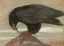 Auction by "Beaussant" du 22/11/2024 - Aigle déchiquetant sa proie. (lot n°104)