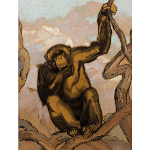 Chimpanzé, vers 1936