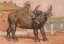 Vente par "Sotheby's Paris, France" du 26/05/2010 - Buffle (lot n°38)