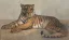 Vente par "Christie's Paris, France" du 19/05/2015 - Tigre couché, vers 1930. (lot n°21)