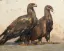 Vente par "Aguttes SVV" du 01/04/2026 - Deux aigles de profil. (lot n°15)